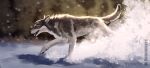  amber_eyes ambiguous_gender black_nose canid canine canis claws day digital_media_(artwork) feral fur grey_body grey_fur hi_res male mammal outside paws quadruped running side_view simple_background snow snowing solo tongue tongue_out werewolfdegenerate white_body white_fur wolf 