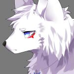  2017 2018 ambiguous_gender blue_eyes canid canine cheek_markings cheek_tuft cloudyiki digital_media_(artwork) facial_markings facial_tuft feral fur grey_background head_markings headshot_portrait jewelry kemono mammal markings necklace portrait red_markings shaded side_view simple_background solo tuft white_body white_fur 