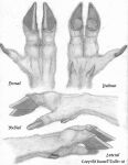  anatomy anthro deer mammal model_sheet paws russell_tuller 