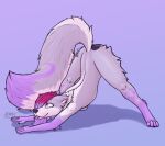  absurd_res anthro butt canid canine canis digital_media_(artwork) female feral fur grey_body grey_fur hair hi_res jack-o&#039;_pose mammal pose purple_background purple_body purple_eyes purple_fur purple_hair simple_background smile solo tail tami_wolf tami_wolx tongue tongue_out wolf 