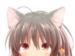  1girl ahoge animal_ear_fluff animal_ears ardbf bell blush brown_hair cat_ears cat_girl close-up eyes_visible_through_hair hair_bell hair_between_eyes hair_ornament little_busters! long_hair natsume_rin red_eyes simple_background slit_pupils solo upturned_eyes white_background 