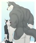  4_fingers anthro anthro_on_anthro big_butt big_muscles black_body black_fur black_nose blue_eyes blush butt canid canine canis chin_tuft domestic_dog duo facial_tuft fingers flirting fur grey_body grey_fur head_tuft hi_res humanoid_hands husky inner_ear_fluff juano larger_anthro larger_male looking_at_another looking_down male male/male mammal muscular muscular_anthro muscular_male nordic_sled_dog nose_markings nude rear_view size_difference spitz surprise tail tail_tuft tongue tongue_out tuft white_body white_fur wide_eyed wolf yellow_eyes 