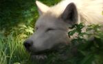  2023 ambiguous_gender arctic_wolf artist_logo black_claws canid canine canis claws digital_media_(artwork) dust ears_up eyes_closed fellfallow feral fur grass hi_res light logo lying mammal outside paws plant signature sleeping solo sunlight white_body white_fur wolf 