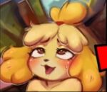  ahegao animal_crossing anthro blush bodily_fluids canid canine canis domestic_dog female fur isabelle_(animal_crossing) looking_pleasured low_res mammal nintendo nude screenshot_edit shih_tzu solo tongue tongue_out toy_dog unknown_artist yellow_body yellow_fur 