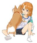  1girl blush clothes_writing dog full_body gengorou grey_eyes idolmaster idolmaster_cinderella_girls jacket long_hair looking_at_another no_shoes open_clothes open_jacket orange_hair shirt shorts simple_background sitting socks sweat t-shirt tail tail_wagging trembling welsh_corgi white_background white_socks yuuki_haru 