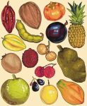  breadfruit cacao_fruit calocera commentary english_commentary food food_focus food_request fruit fruit_focus fruit_request highres jackfruit longan lychee no_humans original papaya passion_fruit persimmon pineapple simple_background starfruit still_life tamarind 
