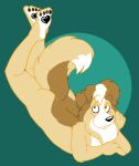  brown_body brown_fur canid canine canis collie domestic_dog feet_up fur herding_dog lying male mammal nude on_front pastoral_dog sheepdog tabbiewolf tasteful_nudity 
