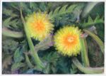  amima_amita dandelion flower grass no_humans original painting_(medium) pastel_(medium) plant realistic still_life traditional_media yellow_flower 