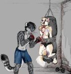  anthro beating blood bodily_fluids canid canine canis chain dumbbell duo felid gag gore jeffusherb male male/male mammal pantherine punching_bag snow_leopard weights wolf 