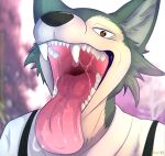  anthro beastars bodily_fluids canid canine canis clothed clothing digital_media_(artwork) fangs fur grey_body grey_fur hi_res legoshi_(beastars) male mammal mouth_shot open_mouth saliva saliva_string solo teeth throat tongue tongue_out uvula vraze wolf 