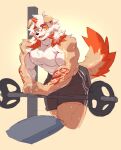  1_horn 2022 abs anthro arknights barbell bench big_muscles black_bottomwear black_clothing black_shorts bodily_fluids bottomwear canid canine clothed clothing crimsonrabbit fluffy fluffy_tail fur gym_bottomwear gym_clothing gym_shorts hair hi_res horn hung_(arknights) hypergryph long_hair looking_at_viewer male mammal multicolored_hair muscular muscular_anthro muscular_male orange_eyes pecs shorts simple_background solo studio_montagne sweat tail tan_body tan_fur thick_thighs topless topless_male two_tone_hair white_hair yellow_background 