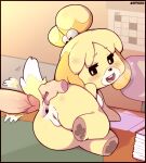  animal_crossing anthro anus breath butt calendar canid canine desk disembodied_hand disembodied_penis female furniture genitals hi_res isabelle_(animal_crossing) kappadoggo male mammal nintendo nude office_desk panting penis spread_anus spread_butt spreading table tagme tail 
