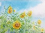  blue_sky cloud cloudy_sky field flower flower_field highres miyuchan777 no_humans original painting_(medium) plant scenery sky sunflower traditional_media watercolor_(medium) yellow_flower 