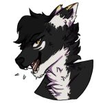  1:1 alpha_channel anthro black_body black_fur black_hair black_inner_ear_fluff black_nose bust_portrait canid cheek_tuft ears_back facial_tuft fangs fur glistening glistening_eyes hair inner_ear_fluff lionfloof looking_at_viewer male mammal narrowed_eyes neck_tuft open_mouth pivoted_ears portrait red_tongue short_hair simple_background solo teeth tongue transparent_background tuft white_body white_fur white_inner_ear_fluff yellow_eyes 