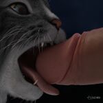  3d_(artwork) ambiguous_gender anthro barbed_tongue bestiality blue_eyes digital_media_(artwork) domestic_cat duo fangs felid feline felis female_(lore) feral fur fuzzyfelt genitals grey_body grey_fur highlights_(coloring) human humanoid humanoid_genitalia humanoid_penis licking looking_at_genitalia looking_at_penis male male/ambiguous mammal open_mouth oral oral_penetration penetration penile penis penis_lick pink_nose sex shallow_penetration signature teeth tongue tongue_on_penis tongue_out watermark whiskers white_highlights 