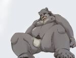  2023 anthro asian_clothing bear belly big_belly bulge clothing east_asian_clothing fundoshi hi_res japanese_clothing kemono male mammal moobs nipples overweight overweight_male simple_background solo tengzai05 underwear white_clothing white_fundoshi white_underwear 