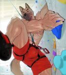  anthro bodily_fluids bottomwear bulge canid canine carabiner claws clothed clothing footwear harness hi_res male mammal muscular muscular_male nomifuki partially_clothed rock_climbing rope shoes shorts shorts_down solo sweat topless topless_male waist_harness 