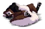  ambiguous_gender anthro black_body black_fur black_hair brown_body brown_fur full-length_portrait fur hair hi_res lying on_back pawpads paws portrait racoon_dog rowancrimes solo white_body white_fur yellow_eyes 