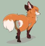  anatomically_correct anatomically_correct_genitalia anatomically_correct_pussy animal_genitalia animal_pussy blep canid canine canine_genitalia canine_pussy dipstick_tail ear_piercing ear_ring female feral fluffy fluffy_tail fox fur genitals hi_res looking_at_viewer looking_back looking_back_at_viewer mammal markings orange_body orange_fur piercing pussy rear_view ring_piercing simple_background solo standing tail tail_markings tongue tongue_out tsukune_minaga 