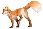  2023 alpha_channel animal_genitalia balls canid canine feral fox genitals hi_res keyos_fox male mammal sakemanni solo 