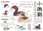  ? ?? animal animal_focus bird chinese_commentary chinese_text commentary_request fish garlica grebe highres no_humans original partial_commentary simple_background swimming translation_request water white_background 