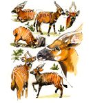  ambiguous_gender antelope blep bongo_(antelope) bovid bovine feral goat-soap hi_res horn mammal solo spiral-horned_antelope tongue tongue_out traditional_media_(artwork) 