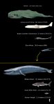  absurd_res ambiguous_gender baleen_whale carpet_shark cetacean chart comparing feral fish group hi_res mammal marine mike37 reaper_leviathan_(subnautica) shark size_difference whale_shark whalien 