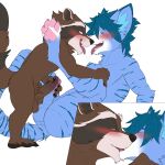  2023 anthro balls blue_body blue_fur blush brown_body brown_fur domestic_cat duo felid feline felis fur genitals guardians_of_the_galaxy hair hi_res islate_(artist) kissing looking_at_another looking_at_partner male male/male mammal marvel masturbation procyonid raccoon rocket_raccoon striped_body striped_fur stripes tail 