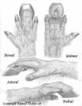  4_fingers anatomy anthro diagram english_text equid equine fingers graphite_(artwork) high-angle_view hooved_fingers hooves horse mammal model_sheet paws russell_tuller side_view sketch text traditional_media_(artwork) view_from_below 