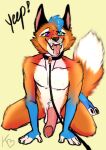  all_fours anthro canid canine collar fox genitals hi_res kwakapaint leash leashed_collar male mammal on_knee penis solo tongue tongue_out 