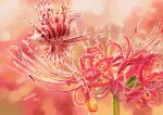 absurdres animal_focus blurry blurry_background dated fish floating flower flower_focus forest highres nature no_humans original red_flower signature spider_lily surreal tainosuke 