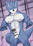  abs anthro asleepchef blue_body blue_eyes blue_fur canid canine canis domestic_dog erection fur genitals hair hi_res humanoid_genitalia humanoid_penis hybrid male mammal multicolored_body multicolored_fur muscular muscular_anthro muscular_male nipples nude pecs penis solo standing two_tone_body two_tone_fur wolf yakumo_(asleepchef) 
