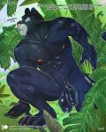  animal_genitalia animal_penis anthro anthro_on_anthro bagheera_(jungle_book) balls big_balls big_muscles big_nipples big_penis bodily_fluids curious disney doubt dripping english_text erect_nipples erect_tail felid forest genital_fluids genitals grass hairless hide_and_seek hotsatyr huge_muscles humanoid_genitalia hunting india jungle larger_anthro larger_male leaves_on_ground male male/male mammal mohawk mowgli_(film) muscular muscular_anthro muscular_male nipples panthera pantherine patreon paws penile penis penis_grab plant saggy_balls size_difference solo teaching text the_jungle_book tree tribal watchful 