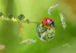  absurdres animal_focus blurry blurry_background branch bug dated highres ladybug nature no_humans original reflection refraction signature squid surreal tainosuke water_drop 
