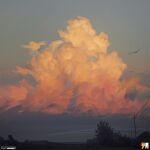  artist_logo artist_name bird cloud evening highres no_humans original outdoors power_lines scenery sky tree utility_pole yucong_tang 