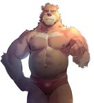  1boy abs absurdres animal_ears bandaid bandaid_on_cheek bandaid_on_face bara bear_boy bear_ears belly brifs brown_fur bulge clenched_hand fang fang_out furry furry_male highres large_pectorals looking_at_viewer male_focus male_underwear mature_male muscular muscular_male navel neumo nipples original pectorals plump red_male_underwear short_hair solo stomach strongman_waist thick_eyebrows thick_thighs thighs topless_male underwear wrestling_outfit 