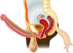  alpha_channel anatomical_diagram anatomy anatomy_chart anatomy_reference animal_genitalia animal_penis anthro anus balls big_balls bladder bone brown_body brown_fur cervix chart cross_section detailed digital_drawing_(artwork) digital_media_(artwork) equid equine equine_genitalia equine_penis erection fk2169 flared_penis fur genitals herm hi_res horse intersex maleherm mammal medial_ring organs ovaries penis prostate pussy reproductive_anatomy science_fiction simple_background solo spine tail transparent_background urethra uterus vertebrae white_tail 