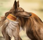  2021 blurred_background brown_body brown_fur canid canine canis collar detailed detailed_fur digital_media_(artwork) digital_painting_(artwork) domestic_dog feral fur hi_res hunting_dog mammal quadruped shaded sighthound signature silken_windhound solo white_body white_fur wolfbane154 