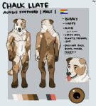  anthro australian_shepherd blep brown_body brown_eyes brown_fur bust_portrait canid canine canis chalk_llate claws digitigrade domestic_dog floppy_ears fluffy fluffy_tail foot_claws full-length_portrait fur grey_nose herding_dog hi_res looking_at_viewer male mammal model_sheet multicolored_body multicolored_fur pastoral_dog paws portrait saerixdurr sheepdog sketch solo tail tax_evasion tongue tongue_out white_body white_fur 
