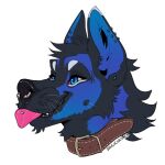  1:1 anthro black_nose blep blue_body blue_eyes blue_fur brown_collar canid collar ear_piercing facial_piercing fur glistening glistening_eyes grey_body grey_fur headshot_portrait male mammal nose_piercing piercing pink_tongue portrait rayliicious septum_piercing solo tongue tongue_out tongue_piercing tongue_stud whiskers 