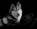  2021 canid canine canis diesel_(artist) domestic_dog feral heterochromia husky male mammal nordic_sled_dog simple_background solo spitz tonal_drawing 