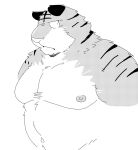 2023 anthro belly felid hi_res kemono male mammal moobs navel nipples overweight overweight_male pantherine solo suishou0602 tiger 
