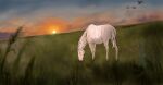  equid equine female feral field field_background grazing horse icelandic_horse light mammal mary_(bloopertrooper) rikakarr solo steppes sun sunlight sunset 