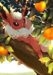  absurdres flareon food fruit highres in_tree ktyon3 leaf no_humans outdoors pokemon pokemon_(creature) sitting sitting_in_tree solo tree 