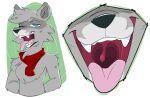  2023 anthro digital_media_(artwork) fur gaping_mouth grey_body grey_fur lecigzz male mammal mouth_shot open_mouth procyonid raccoon simple_background solo teeth tongue tongue_out uvula 