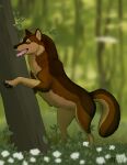  2023 4_toes absurd_res amber_eyes brown_body brown_fur canid canine canis claws digital_drawing_(artwork) digital_media_(artwork) digitigrade fangs feet feral flower forest fur hi_res karn_(karn_the_wolf) leaning_on_object male mammal open_mouth paper-wings pawpads paws plant quadruped solo standing tail teeth toes tongue tree wolf 