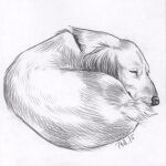  2015 canid canine canis collar denoyelle domestic_dog feral fur male mammal monochrome sketch sleeping solo tail 