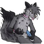  absurd_res anthro blue_penis bodily_fluids brown_eyes brown_nose canid canine collar collar_only cum cum_drip cum_on_body cum_on_hand cum_on_penis cumshot dripping ejaculation fox fox_tail fur furry_soren genital_fluids genitals grey_body grey_fur hi_res male mammal nude penis solo soren_(furry_soren) tail tongue tongue_out wristband 