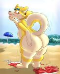  anthro backsack balls beach belly blush butt canid canine canis clothing domestic_dog eyewear felloweirdo genitals goggles hi_res male mammal nude overweight overweight_male seaside shiba_inu solo spitz swimwear tail 