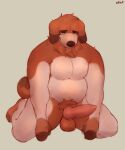  absurd_res anthro balls bappy_(bembosdoggo) belly bent_legs brown_balls brown_body canid canine canis cute_expression domestic_dog fluffy fur genitals hi_res knot long_ears male mammal narrowed_eyes neck_tuft pecs penis pubes shy simple_background sitting slightly_chubby snaftfc solo spread_legs spreading tail tongue tongue_out tuft white_body white_fur yellow_eyes 